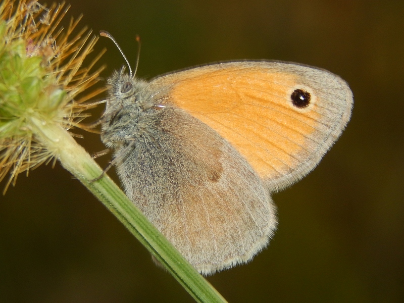 Dove vanno a dormire i Polyommatus icarus?